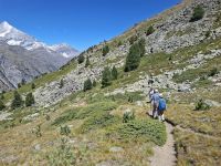 Zermatt (Wanderung entlang des Blumenweges bis zur Tufternalp)