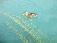 glasklares Wasser der Aare &ndash; &copy; Heike Heinen (Eberhardt TRAVEL)