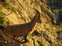 Steinbock am 
