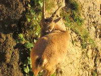 Steinbock &ndash; &copy; Heike Heinen (Eberhardt TRAVEL)