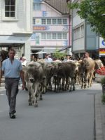 Alpfahrt durch Appenzell &ndash; &copy; Heike Heinen (Eberhardt TRAVEL)