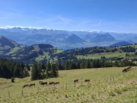 Rigi-Kulm (Blick in Richtung Vierwaldstättersee mit der Jungfrau-Region im Hintergrund) &ndash; &copy; Katrin Deutschbein (Eberhardt TRAVEL)