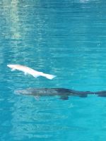 038 Ausflug zum Naturpark Blausee - Forellen im See &ndash; &copy; Annette Probst-Weise (Eberhardt TRAVEL)