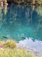 042 Ausflug zum Naturpark Blausee - Forellen im See &ndash; &copy; Annette Probst-Weise (Eberhardt TRAVEL)