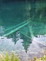 043 Ausflug zum Naturpark Blausee - Baumstämme liegen seit mehreren jahrhunderten schon im See &ndash; &copy; Annette Probst-Weise (Eberhardt TRAVEL)