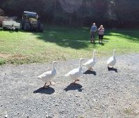 156 Besuch im Schweizerischen Freilichtmuseum Ballenberg - Familie Gans kehrt von ihrem morgendlichen Rundgang ins Gehege zurück