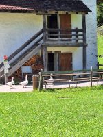 157 Besuch im Schweizerischen Freilichtmuseum Ballenberg - Familie Gans kehrt von ihrem morgendlichen Rundgang ins Gehege zurück &ndash; &copy; Annette Probst-Weise (Eberhardt TRAVEL)