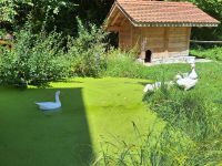 160 Besuch im Schweizerischen Freilichtmuseum Ballenberg - Familie Gans kehrt von ihrem morgendlichen Rundgang ins Gehege zurück &ndash; &copy; Annette Probst-Weise (Eberhardt TRAVEL)