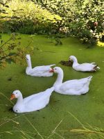 162 Besuch im Schweizerischen Freilichtmuseum Ballenberg - Familie Gans kehrt von ihrem morgendlichen Rundgang ins Gehege zurück &ndash; &copy; Annette Probst-Weise (Eberhardt TRAVEL)