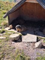 247 Auf dem Stanserhorn - Die Murmeltiere (2) &ndash; &copy; Annette Probst-Weise (Eberhardt TRAVEL)