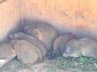 248 Auf dem Stanserhorn - Die Murmeltiere &ndash; &copy; Annette Probst-Weise (Eberhardt TRAVEL)