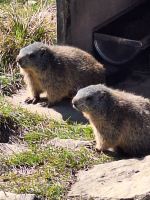 254 Auf dem Stanserhorn - Die Murmeltiere &ndash; &copy; Annette Probst-Weise (Eberhardt TRAVEL)