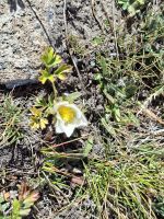 Wanderung entlang des Blumenweges am Rothorn... (Weiße Küchenschelle)