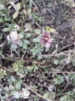Wanderung entlang des Blumenweges am Rothorn... (Thymian)