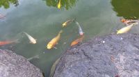 Der Koiteich in Interlaken &ndash; &copy; Andreas Kunzmann (Eberhardt TRAVEL)