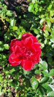 Die letzte Rose &ndash; &copy; Andreas Kunzmann (Eberhardt TRAVEL)