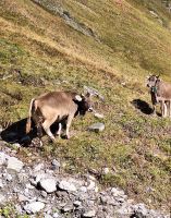 143 Fahrt Furka-Dampfbahn &ndash; &copy; Annette Probst-Weise (Eberhardt TRAVEL)