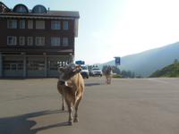 auf der Schwägalp &ndash; &copy; Sandra Rößle (Eberhardt TRAVEL)