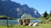 0083 Wanderung am Trübsee &ndash; &copy; Annette Weise (Eberhardt TRAVEL)