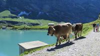 0089 Wanderung am Trübsee &ndash; &copy; Annette Weise (Eberhardt TRAVEL)
