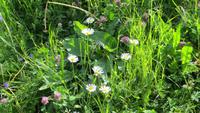 0210 Wanderung zur Bettmeralp &ndash; &copy; Annette Weise (Eberhardt TRAVEL)