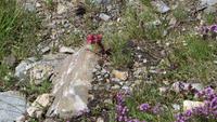 0314 Wanderung auf dem Blumenweg von Blauherd nach Sunegga &ndash; &copy; Annette Weise (Eberhardt TRAVEL)