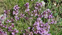 0315 Wanderung auf dem Blumenweg von Blauherd nach Sunegga &ndash; &copy; Annette Weise (Eberhardt TRAVEL)
