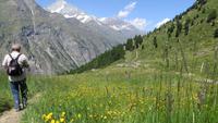 0334 Wanderung auf dem Blumenweg von Blauherd nach Sunegga - &ndash; &copy; Annette Weise (Eberhardt TRAVEL)