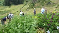 0417 Wanderung von Furi nach Zermatt - Im Ricola-Kräutergarten &ndash; &copy; Annette Weise (Eberhardt TRAVEL)