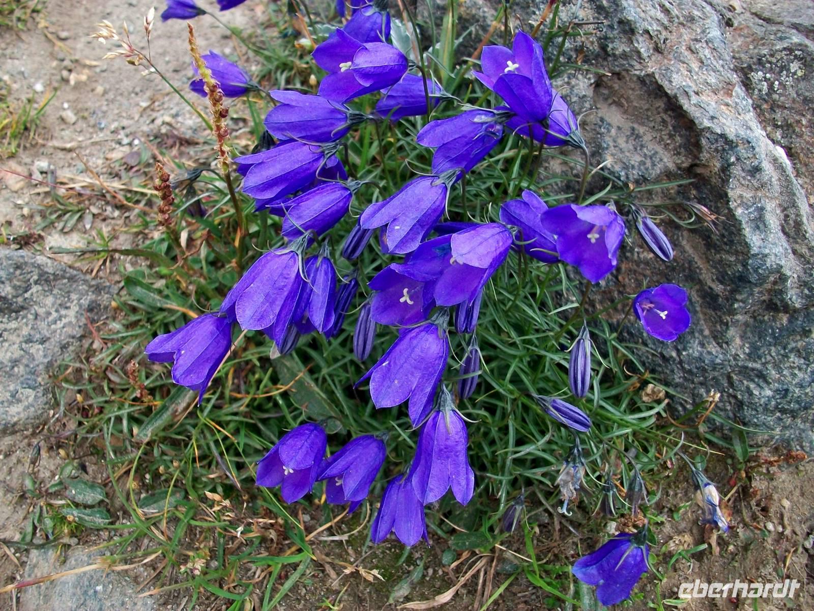 Alpenflora &ndash; &copy; Steffen Mucke (Eberhardt TRAVEL)