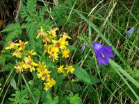 Alpenflora &ndash; &copy; Steffen Mucke (Eberhardt TRAVEL)