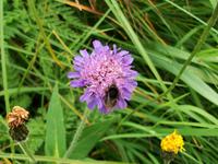 Alpenflora &ndash; &copy; Steffen Mucke (Eberhardt TRAVEL)
