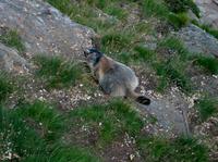 Murmeltier &ndash; &copy; Steffen Mucke (Eberhardt TRAVEL)