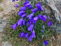 Alpenflora &ndash; &copy; Steffen Mucke (Eberhardt TRAVEL)