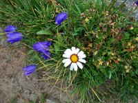 Alpenflora &ndash; &copy; Steffen Mucke (Eberhardt TRAVEL)