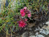 Alpenflora