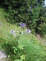 im Alpengarten &ndash; &copy; Gisela Preuß (Eberhardt TRAVEL)