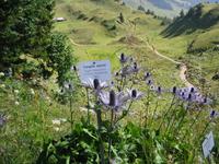 im Alpengarten &ndash; &copy; Gisela Preuß (Eberhardt TRAVEL)
