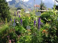 im Alpengarten &ndash; &copy; Gisela Preuß (Eberhardt TRAVEL)