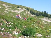 im Alpengarten &ndash; &copy; Gisela Preuß (Eberhardt TRAVEL)