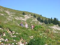 im Alpengarten &ndash; &copy; Gisela Preuß (Eberhardt TRAVEL)