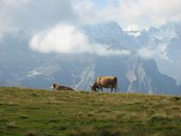 auf dem Männlichen &ndash; &copy; Gisela Preuß (Eberhardt TRAVEL)