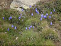 Alpenflora &ndash; &copy; Katrin Deutschbein (Eberhardt TRAVEL)