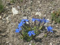Alpenflora - Enzian &ndash; &copy; Katrin Deutschbein (Eberhardt TRAVEL)
