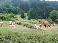 Auf der Grütschalp &ndash; &copy; Martina Pötschke (Eberhardt TRAVEL)