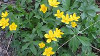 0130 Wanderung auf der Schwägalp - Sumpfdotterblumen &ndash; &copy; Annette Weise (Eberhardt TRAVEL)