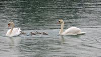0203 Thun - Stadtführung - Familie Schwan auf Ausflug