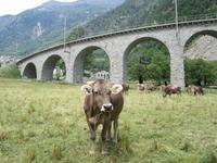 Kreisviadukt in Brusio- wird der Zug kommen? &ndash; &copy; Gisela Gerlach (Eberhardt TRAVEL)