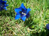 Alpenflora &ndash; &copy; Steffen Mucke (Eberhardt TRAVEL)