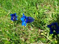 Alpenflora &ndash; &copy; Steffen Mucke (Eberhardt TRAVEL)